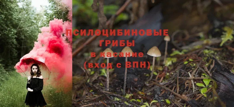 где купить наркоту  OMG сайт  Псилоцибиновые грибы Magic Shrooms  Чебоксары 